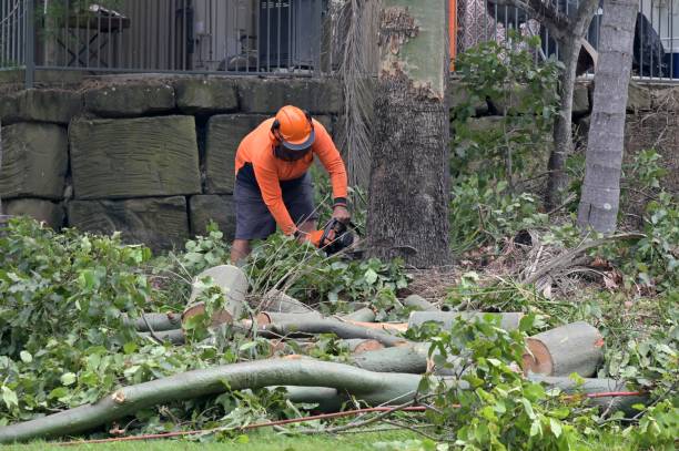 Best Local Tree Services  in Big Pine, CA